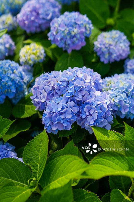 多色的绣球花图片素材