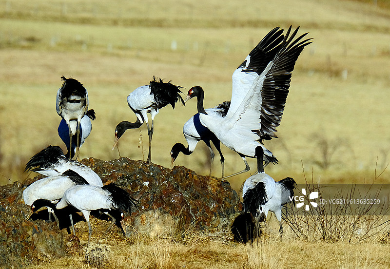 云南昭通大山包冬天高原珍稀鸟类黑颈鹤嬉戏飞舞图片素材