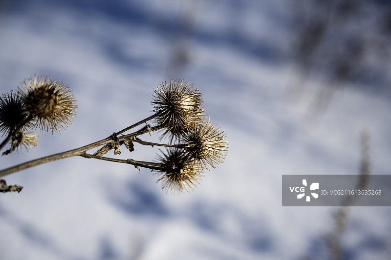冬天的野草种子图片素材