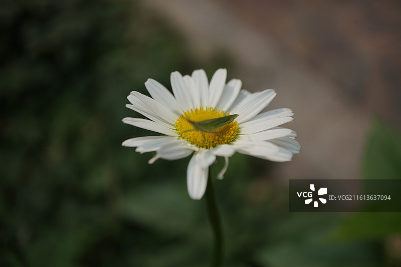 大滨菊花白色菊花黄色花心绿色蚂蚱特写微距镜头图片素材