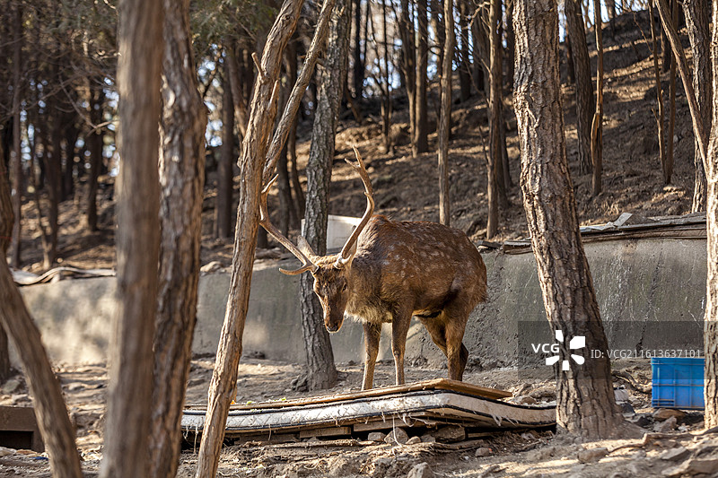 一只公梅花鹿在觅食图片素材