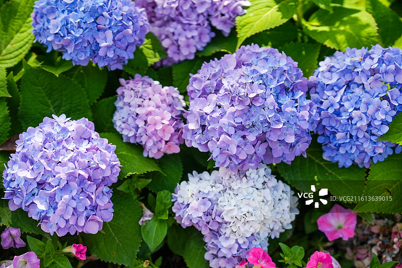 多色的绣球花图片素材