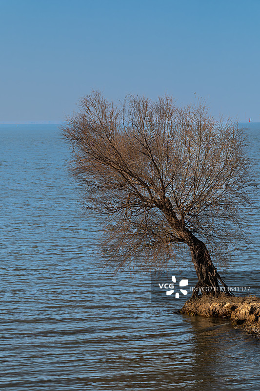 冬季晴朗天气湛蓝色的天空下扬州高邮湖湖西菱塘乡湖畔的白柳树的意境图片素材