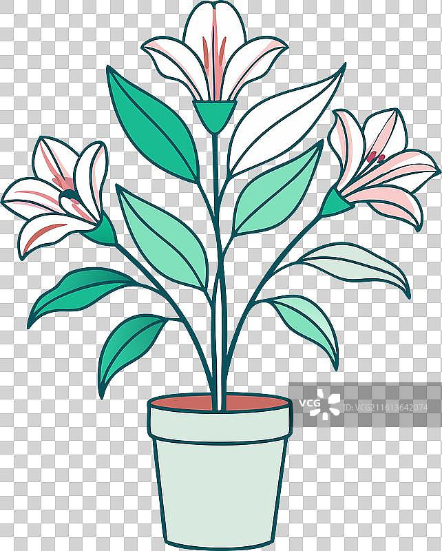 带有盆栽剪影的Alstroemeria图片素材