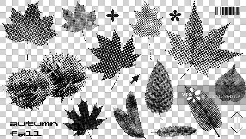 枫叶 栗子叶 孤立 斑点图片素材