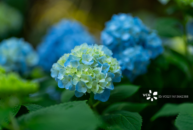 蓝色的绣球花图片素材