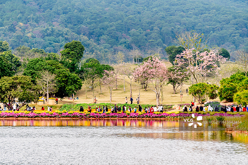 花簇、菊花图片素材