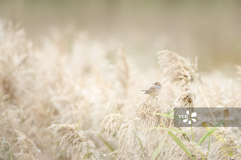蓝喉歌鸲图片素材