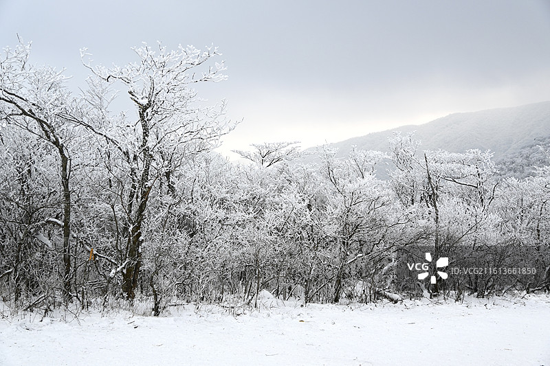 大雪后安吉龙王山雪景雾凇图片素材