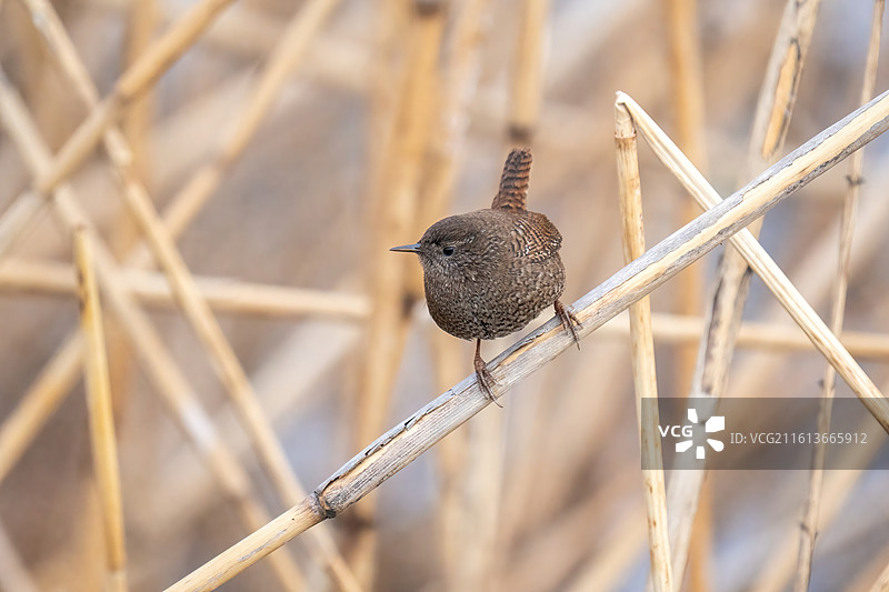 芦苇上站立的鹪鹩图片素材