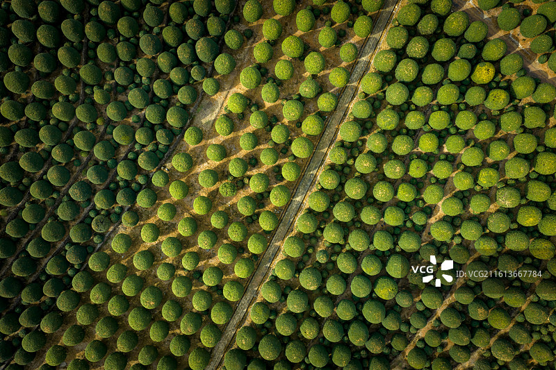 杭州杭杭桂博园风光图片素材