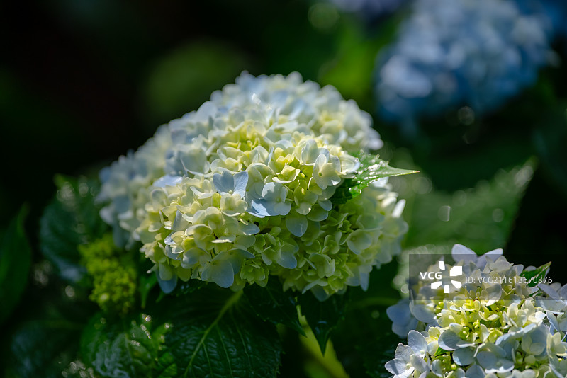 蓝色的绣球花图片素材