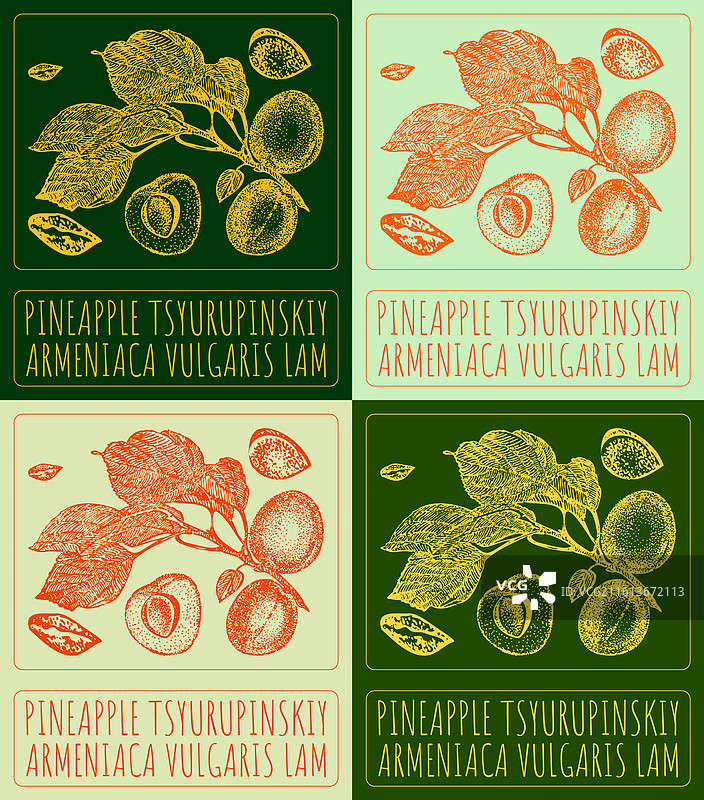一套由tsurupinskiy绘制的菠萝图集图片素材