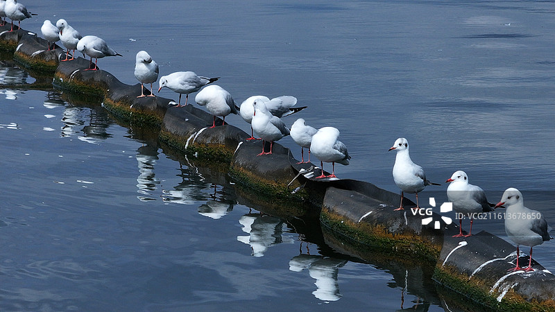 云南大理市洱海红嘴鸥图片素材