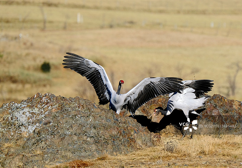 云南昭通大山包冬天高原珍稀鸟类黑颈鹤嬉戏飞舞图片素材