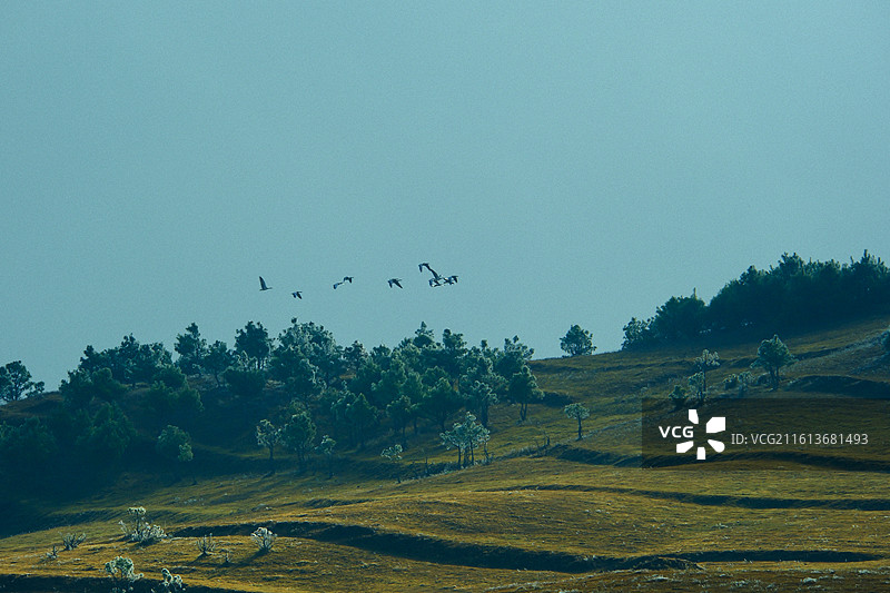 云南省昭通市昭阳区大山包镇大海子风光，黑颈鹤，班头雁，飞翔的黑颈鹤，飞翔的班头雁，云贵高原，高山草甸图片素材