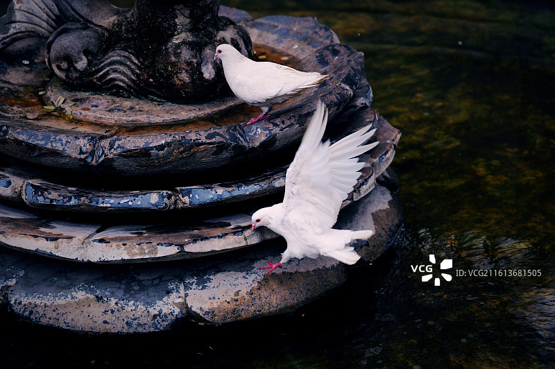 大兴善寺的鸽子图片素材