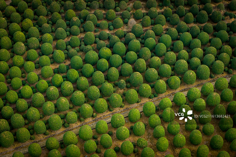 杭州杭杭桂博园风光图片素材