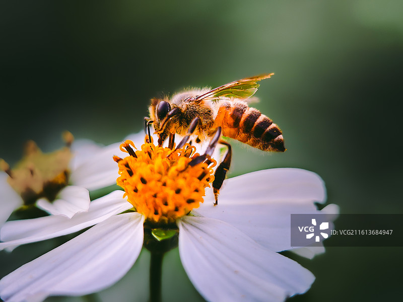 花上蜂鸣图片素材