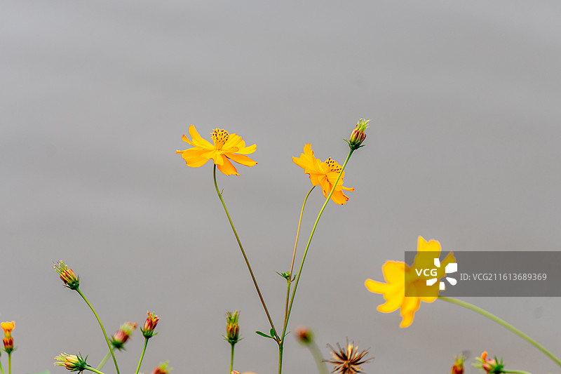 花簇、菊花图片素材