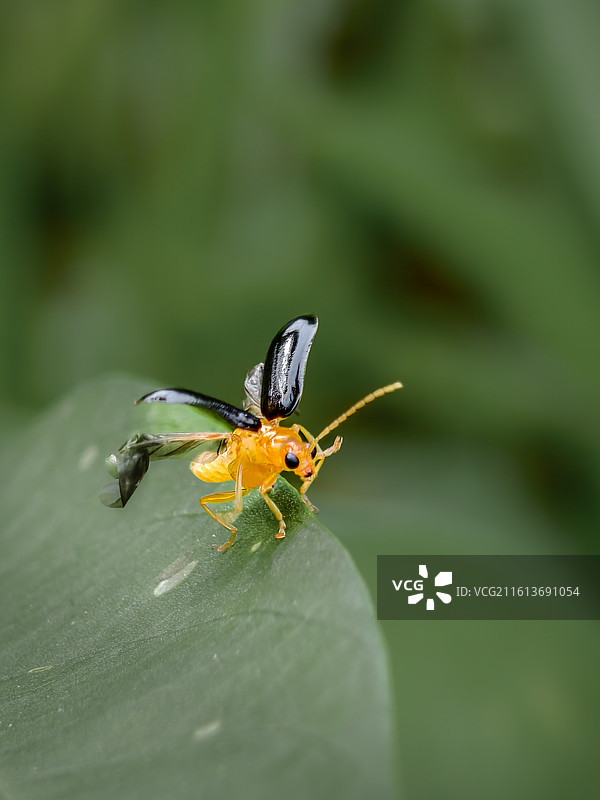 展翅欲飞的黄守瓜图片素材
