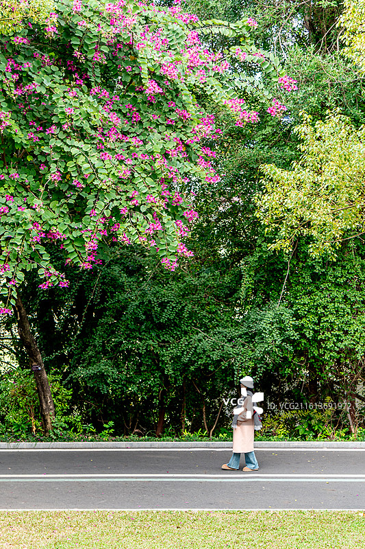 花簇、菊花图片素材