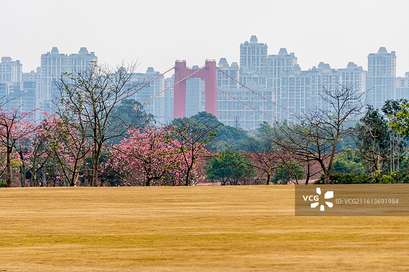 花簇、菊花图片素材