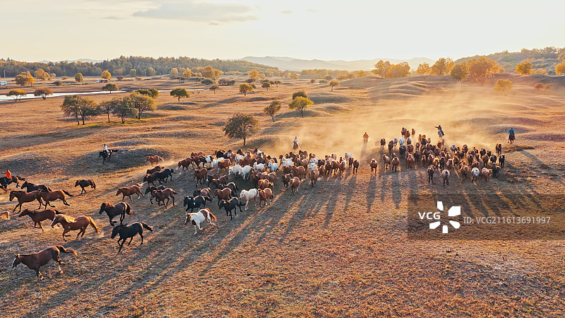 航拍草原秋天马群图片素材