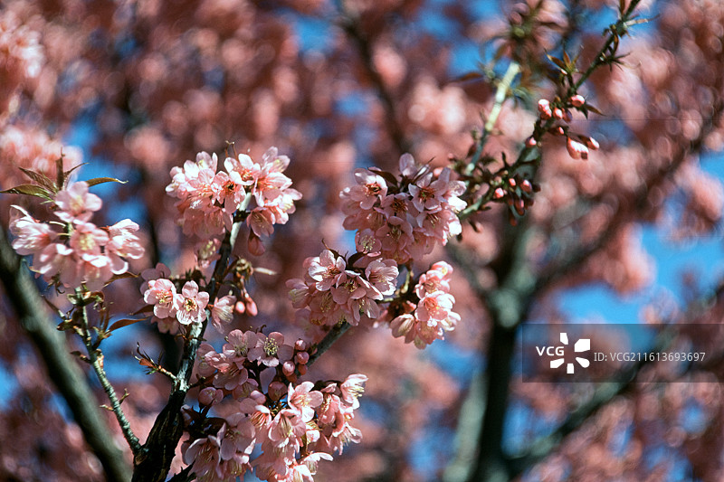 大理的冬樱花图片素材
