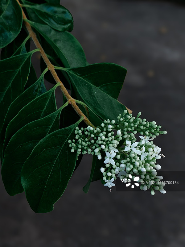 净白唯美小繁花图片素材