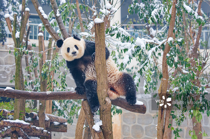 雪中的大熊猫奇迹图片素材
