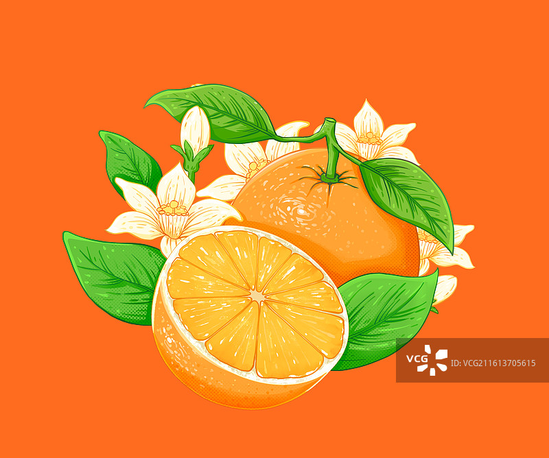手绘橙子和橙子花插画图片素材