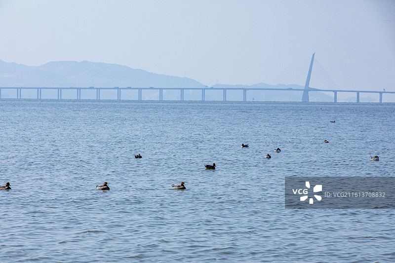 深圳湾候鸟栖息地风光图片素材