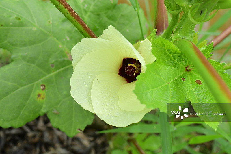 中国植物-Abelmoschus esculentus 咖啡黄葵-秋葵图片素材