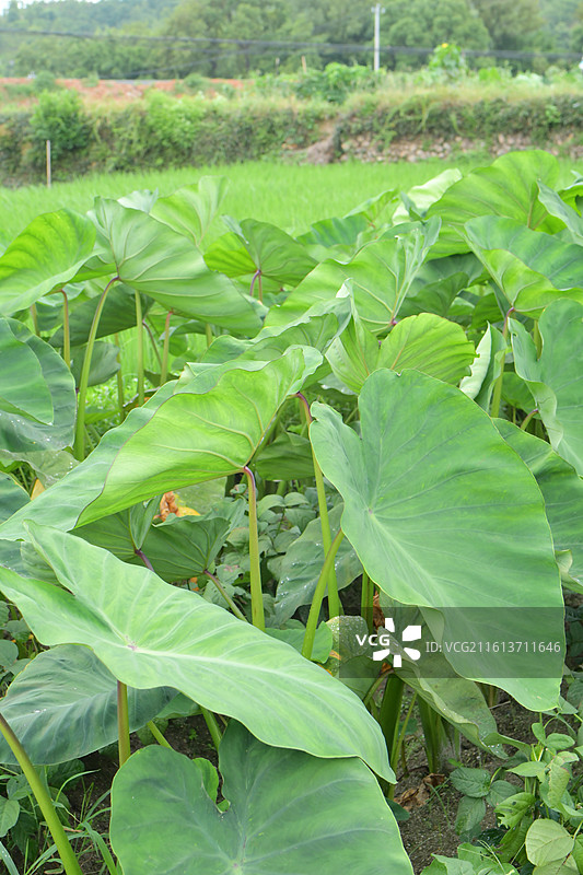 中国植物-Colocasia esculenta 芋图片素材