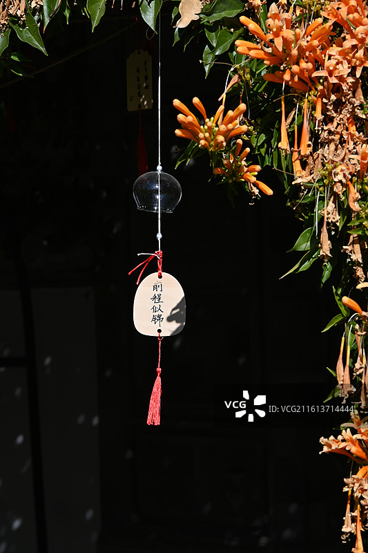 橙色炮仗花和风铃图片素材