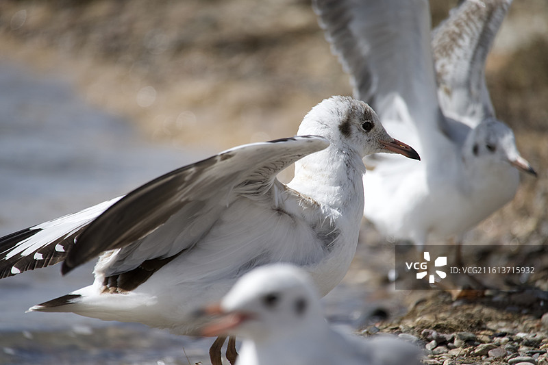 振翅欲飞的海鸥图片素材