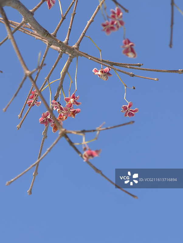 丝棉木 卫矛图片素材