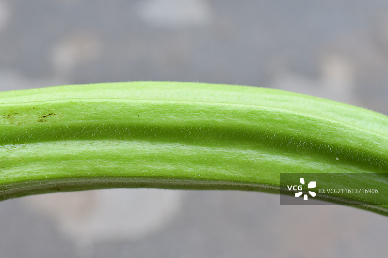 中国植物-Abelmoschus esculentus 咖啡黄葵-秋葵图片素材