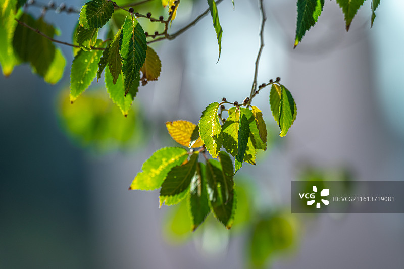 秋天 落叶 孤独 寂寞的情绪图片素材