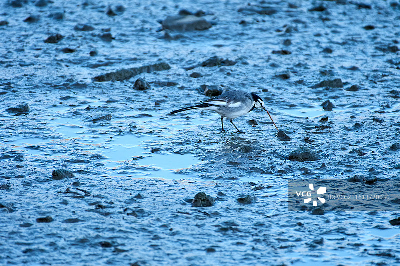 在旅顺龙河滩涂的捕食的白鹡鸰图片素材