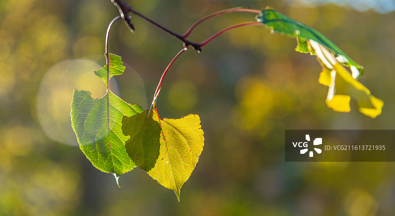 秋天 落叶 孤独 寂寞的情绪图片素材