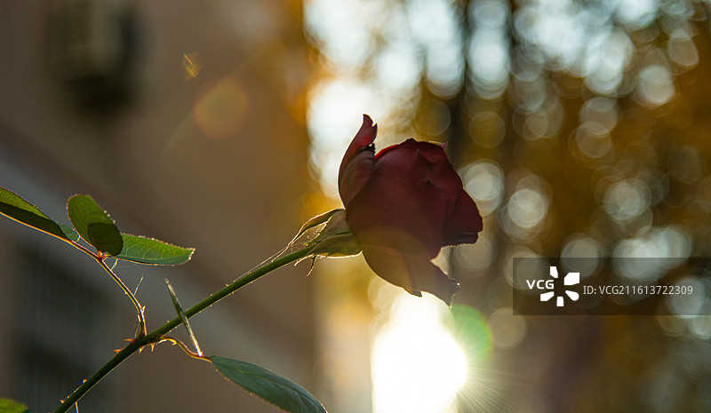 秋天 落叶 孤独 寂寞的情绪图片素材