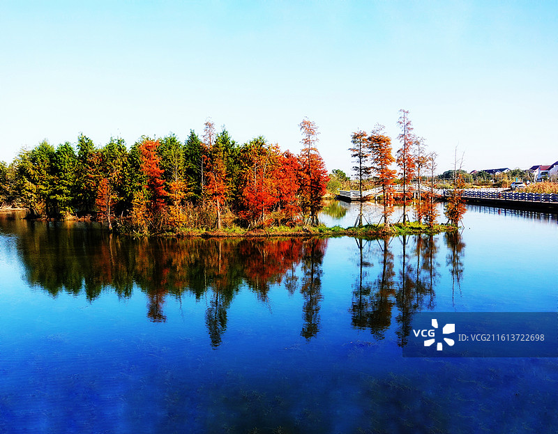 湖中水杉林～这里是上海漕泾郊野公园水库湿地景区。图片素材
