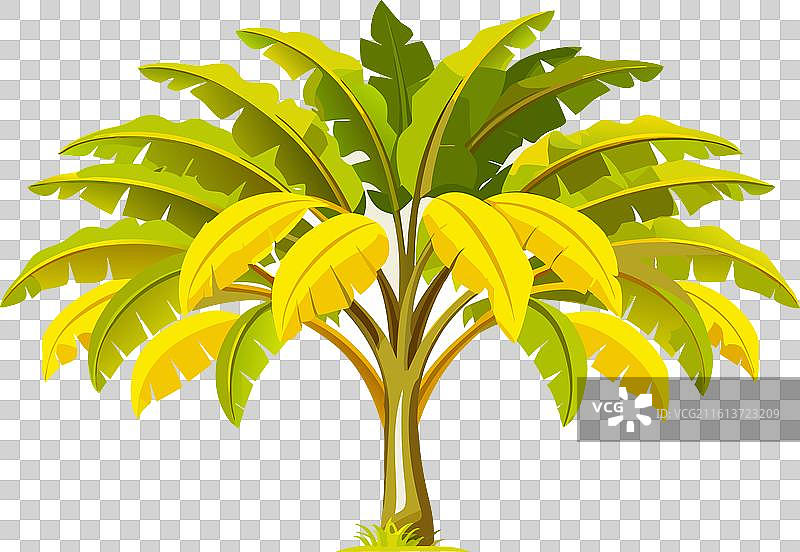 大香蕉树剪影图片素材