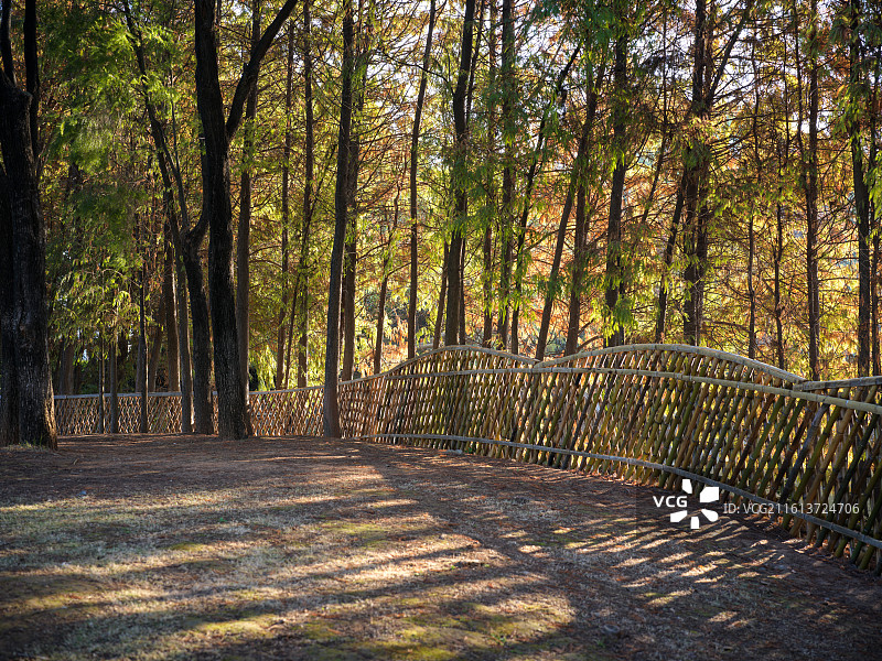 福建厦门园博苑林间竹篱小径图片素材