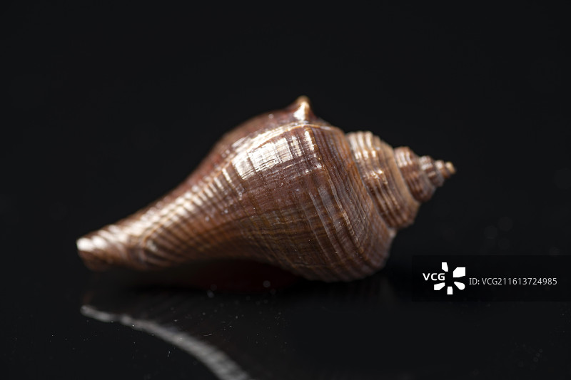 短红号螺图片素材