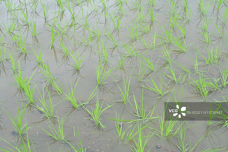 中国植物-Oryza sativa 稻图片素材