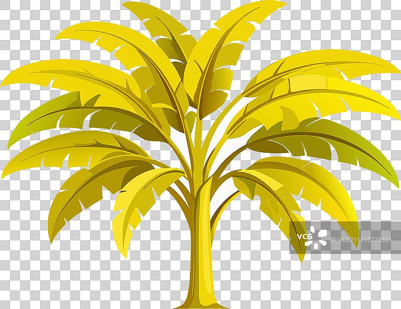 大香蕉树剪影图片素材