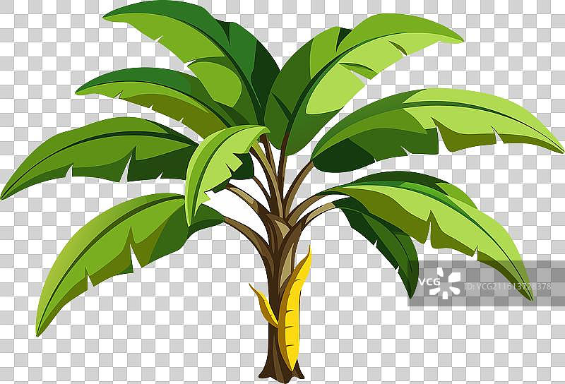 大香蕉树剪影图片素材